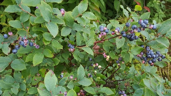 20160821_120233.jpg