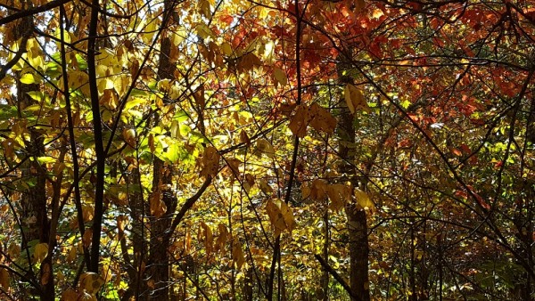 20161016_111739.jpg