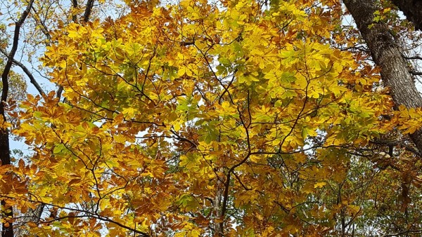 20161106_110701.jpg