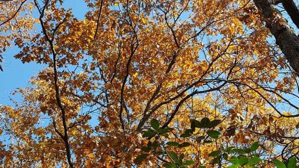 20171105_110606.jpg