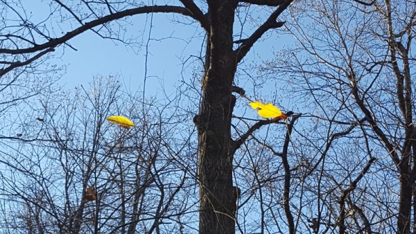 20171119_153509.jpg